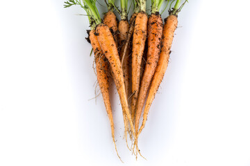 freshly picked carrots