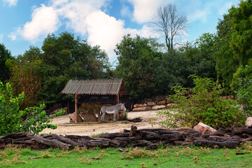 Zebra in Italian  zoological garden. The Parco Natura Viva is a safari park and zoo in Bussolengo,...