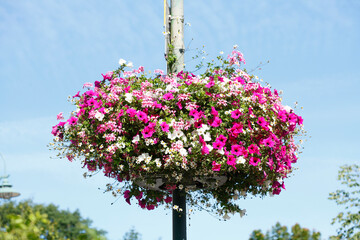 Blumenkübel an einer Straßenlaterne hängend, Dekoration,  Deutschland