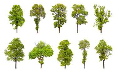 Collection of trees isolated, A beautiful trees from Thailand.