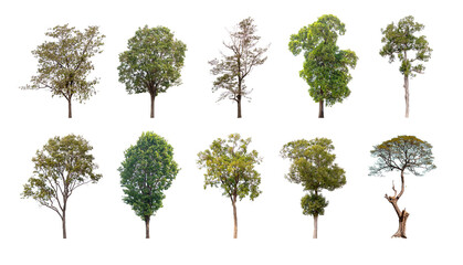Collection of trees isolated, A beautiful trees from Thailand.