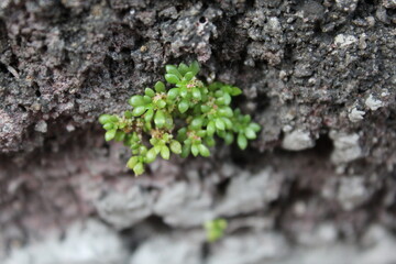 green moss on the ground