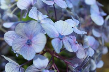 blue and white flowers