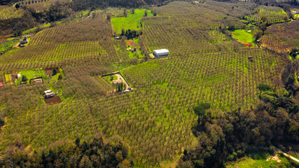 Aerial view over cultivated fields. Agriculture concept.