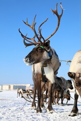 Domestic reindeer in harness on a frosty day in Siberia