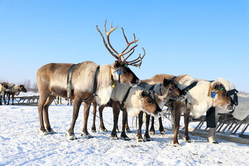 Obraz premium Domestic reindeer in harness in winter in Siberia