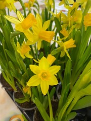 Lovely bright fresh spring yellow daffodils growing in pots. Spring flowers