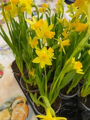 Lovely bright fresh spring yellow daffodils growing in pots. Spring flowers
