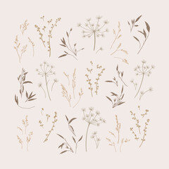 Set with meadow herbs. Collection with dried plants. Earth tones. Botanical vector illustration. Sketch style. Can be used for stickers.