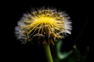  a dandelion with a black background and a yellow center in the middle of the dandelion is a black background with a green stem.  generative ai