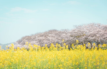 藤原宮跡の菜の花と桜