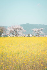 藤原宮跡の菜の花と桜