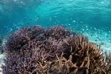 Naklejka na ściany i meble Beautiful sea world with reefs in the clear water
