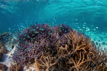 Fototapeta na wymiar Beautiful sea world with reefs and shoal in the clear water