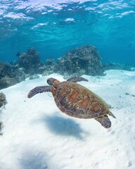 Green sea turtle (Chelonia mydas) under the ocean