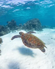 Foto op Canvas Green sea turtle (Chelonia mydas) under the ocean © Dylan Dehaas/Wirestock Creators