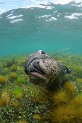 Funny sea lion under the ocean