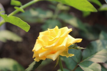 yellow rose in the garden