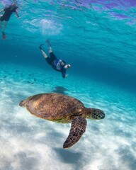 Green sea turtle (Chelonia mydas) with divers under the ocean
