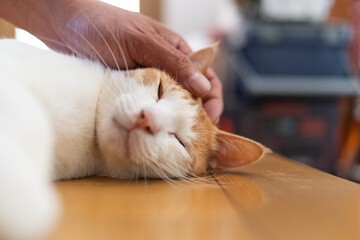 猫を撫でる　茶トラ白