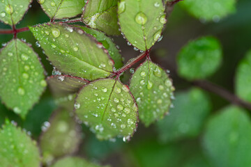 雨に濡れた葉っぱ
