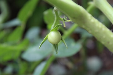 Fototapeta premium green olives on a tree