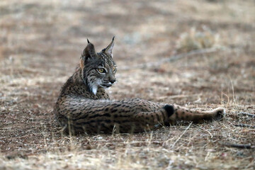 The Iberian lynx (Lynx pardinus), young lynx in yellow grass. Young Iberian lynx lying in the grass in the autumn landscape.