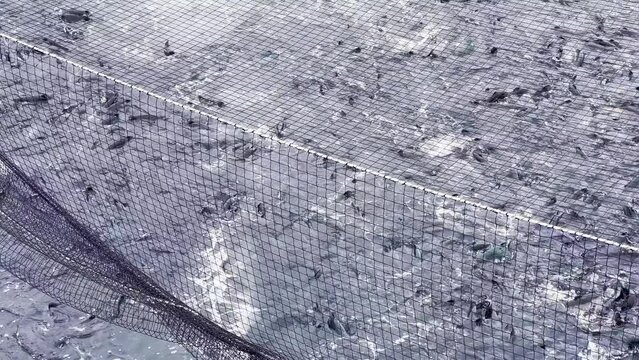 Salmon being sucked into a wellboat for processing on a salmon cage in the deep blue sea
