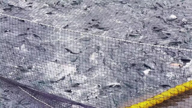 Salmon being sucked into a wellboat for processing on a salmon cage in the deep blue sea