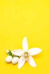 Fototapeta na wymiar Citrus tree blossom on yellow background