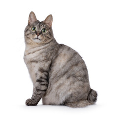 Obraz premium Sweet adult silver tortie Kurilian Bobtail cat, sitting up side ways. Looking towards camera with green eyes. Isolated on a white background.