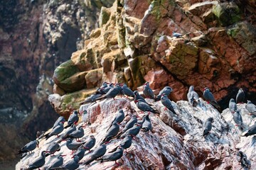Close-up shot of Inca Terns on rocks in Ballestas Islands, Peru