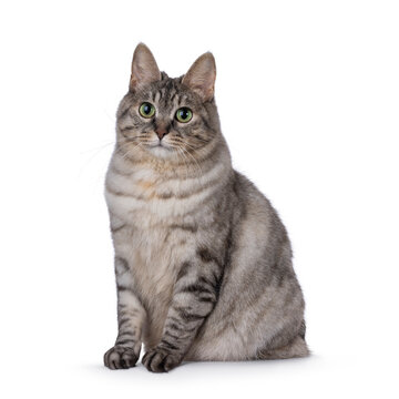 Sweet adult silver tortie Kurilian Bobtail cat, sitting up facing front. Looking  towards camera with green eyes. Isolated on a white background.