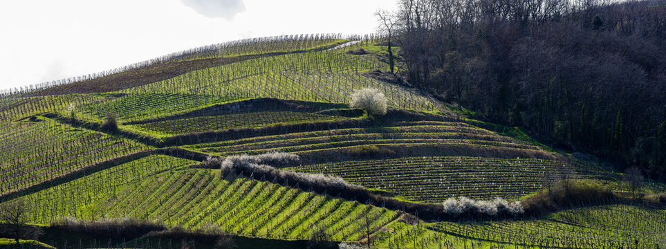Grand Cru Kaefferkopf d&rsquo;Ammerschwihr, parcelles en palier du vignoble alsacien au printemps, CEA, Alsace, Grand Est, France