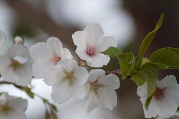 桜