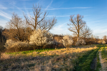 Sunlight in the afternoon over the spring trees 