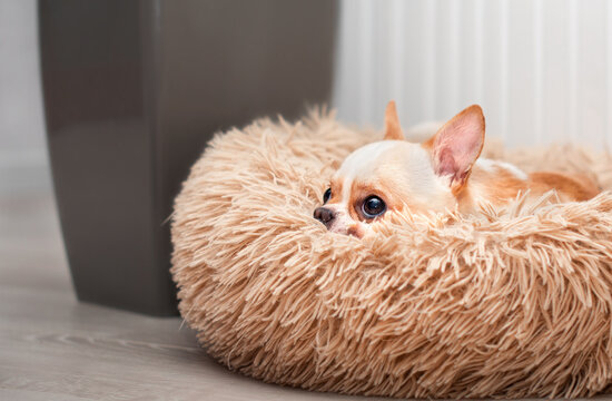 A small chihuahua dog is lying in a dog bed. He is sad and looks up. The photo is blurred