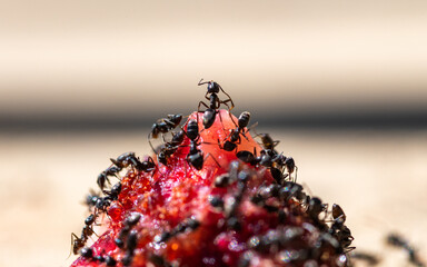 Formigas a comer carne