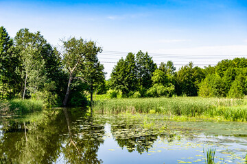 Fototapeta na wymiar Beautiful grass swamp reed growing on shore reservoir in countryside
