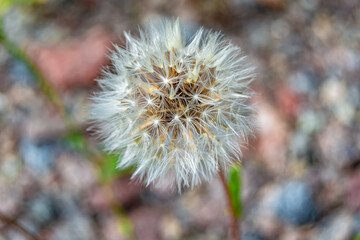 Fototapeta premium Beautiful wild growing flower seed dandelion on background meadow