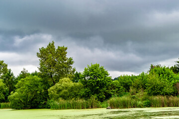 Fototapeta premium Beautiful grass swamp reed growing on shore reservoir in countryside