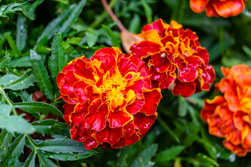 Fine wild growing flower marigold calendula on background meadow
