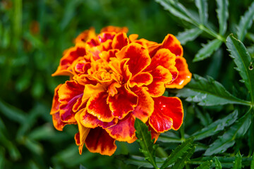 Fine wild growing flower marigold calendula on background meadow
