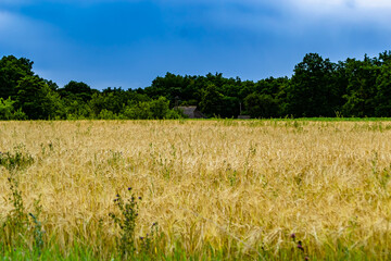 Photography on theme big wheat farm field for organic harvest