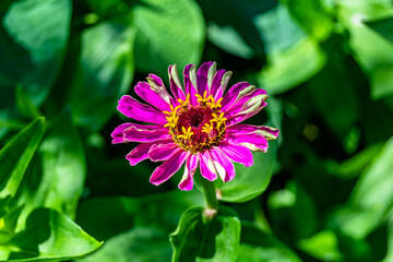 Obraz premium Beautiful wild growing flower zinnia elegans on background meadow