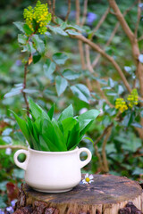 bärlauch im garten pflücken