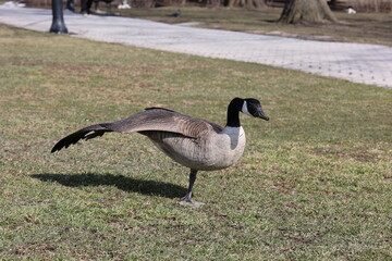 Canada Goose in a park. Birds are at risk of Avian or Bird Flu