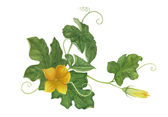 Watercolor leaves and flowers of a pumpkin.