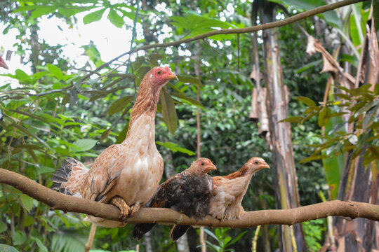 Photo of some native chickens