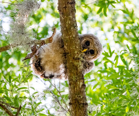 barred owlet looking down on the world